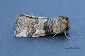 Attēlu rezultāti vaicājumam “Tethea or”