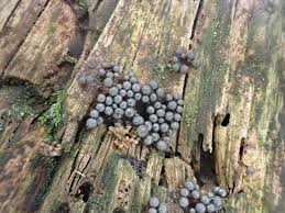 Attēlu rezultāti vaicājumam “Licea testudinacea young”