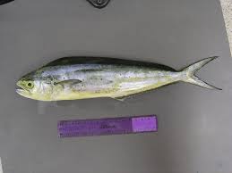 Image result for Coryphaena hippurus