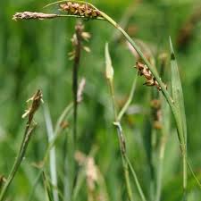 Attēlu rezultāti vaicājumam “Carex panicea flower”