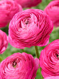Attēlu rezultāti vaicājumam “Ranunculus lanuginosus flower”