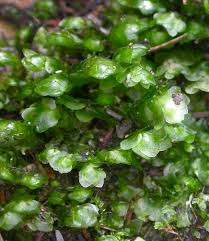 Attēlu rezultāti vaicājumam “Pogonatum dentatum macro”