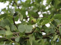 Attēlu rezultāti vaicājumam “Pyrus pyraster leaf”