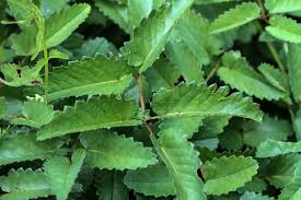 Attēlu rezultāti vaicājumam “Sanguisorba officinalis leaf”