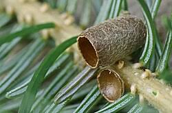 Attēlu rezultāti vaicājumam “Diprion pini male”