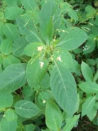 Attēlu rezultāti vaicājumam “Impatiens parviflora”