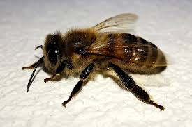 Attēlu rezultāti vaicājumam “Apis mellifera”