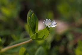 Attēlu rezultāti vaicājumam “Stellaria uliginosa”