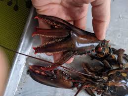 Image result for Homarus americanus