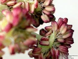 Attēlu rezultāti vaicājumam “Populus x petrowskyana flower”