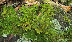 Attēlu rezultāti vaicājumam “Ptilium crista-castrensis”