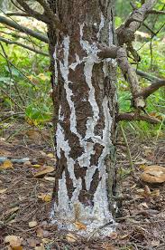 Attēlu rezultāti vaicājumam “Antrodia gossypium”