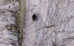 Attēlu rezultāti vaicājumam “Pentatomidae”