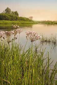 Attēlu rezultāti vaicājumam “Butomaceae”