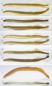 Image result for Lethenteron camtschaticum