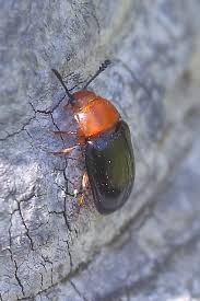 Attēlu rezultāti vaicājumam “Triplax russica”