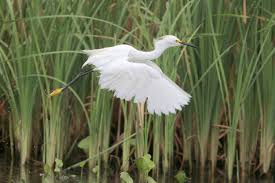 Image result for Egretta thula