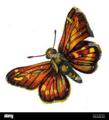 Attēlu rezultāti vaicājumam “Hesperia comma underside”