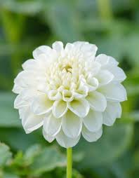 Image result for Dahlia `Snowflake`