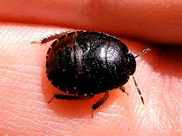 Attēlu rezultāti vaicājumam “Cydnidae”