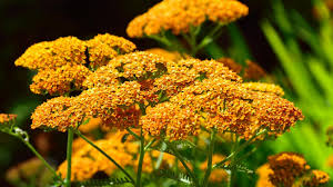 Attēlu rezultāti vaicājumam “Achillea salicifolia flower”