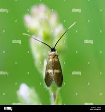 Attēlu rezultāti vaicājumam “Adelidae”