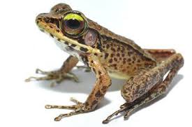 Attēlu rezultāti vaicājumam “Ranidae”