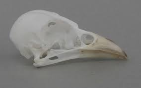 Image result for Melanocorypha yeltoniensis