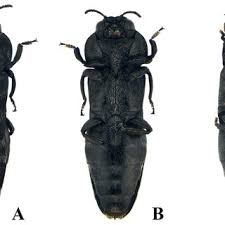 Attēlu rezultāti vaicājumam “Tetratoma fungorum”