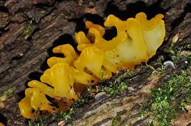 Attēlu rezultāti vaicājumam “Saelania glaucescens sporophyte”