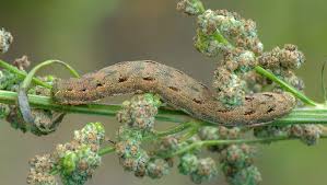 Attēlu rezultāti vaicājumam “Hadula trifolii”