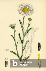 Image result for Chrysanthemum leucanthemum