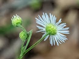 Attēlu rezultāti vaicājumam “Erigeron annuus flower”