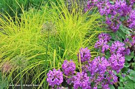 Attēlu rezultāti vaicājumam “Carex elata flower”