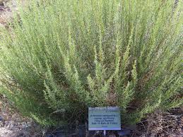 Attēlu rezultāti vaicājumam “Artemisia campestris bud”