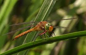 Attēlu rezultāti vaicājumam “Aeshna isoceles”