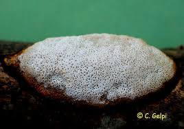 Attēlu rezultāti vaicājumam “Dichomitus campestris”