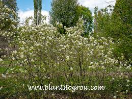 Attēlu rezultāti vaicājumam “Amelanchier spicata”