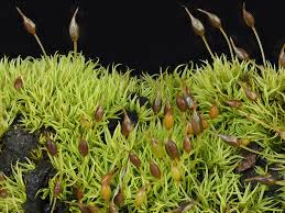 Attēlu rezultāti vaicājumam “Weissia brachycarpa”