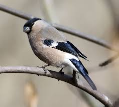 Attēlu rezultāti vaicājumam “Pyrrhula pyrrhula female”