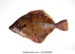 Image result for Pleuronectes platessa