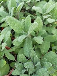 Image result for Salbei