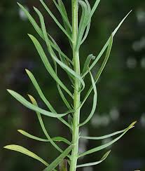 Attēlu rezultāti vaicājumam “Linaria vulgaris leaf”