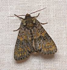 Attēlu rezultāti vaicājumam “Craniophora ligustri”