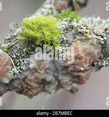 Attēlu rezultāti vaicājumam “Exidia thuretiana”