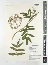 Attēlu rezultāti vaicājumam “Sium latifolium”