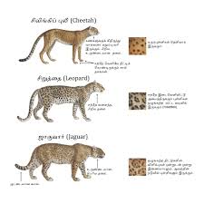 Afbeeldingsresultaat voor cheeta