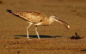 Attēlu rezultāti vaicājumam “Numenius phaeopus”