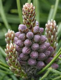 Attēlu rezultāti vaicājumam “Pinus mugo male flower”