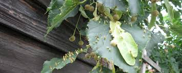 Attēlu rezultāti vaicājumam “Acalitus longisetosus”